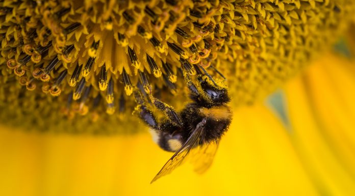 ¿Qué cosas desaparecerían si las abejas dejan de existir?