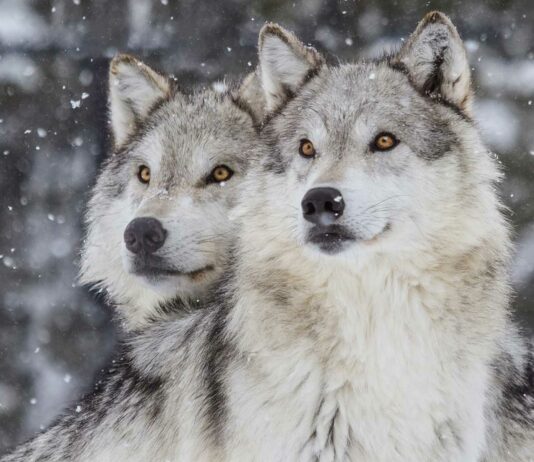 6 Curiosidades de los lobos | Lo que podemos aprender de ellos curiosidades de los lobos