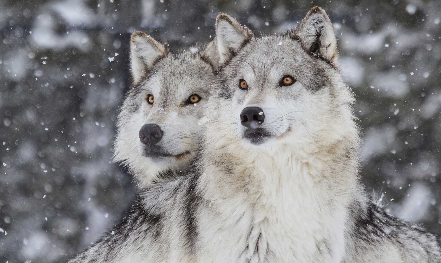 6 Curiosidades de los lobos | Lo que podemos aprender de ellos