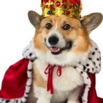 dorgi-perros-reina-isabel