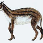 hiracoterium, ¿Por qué los caballos tienen pezuñas?
