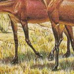 Parahippus, ¿Por qué los caballos tienen pezuñas?