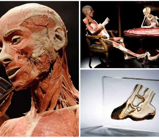 La Plastinación, el embalsamado moderno. ¿Ofrecerías tu cuerpo? La Plastinación, el embalsamado moderno. ¿Ofrecerías tu cuerpo?