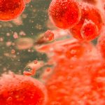 ¿De qué otras maneras se puede usar la sangre animal?