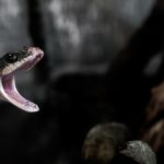 serpiente boca abierta, lugares prohibidos