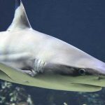 tiburón, sobrevivió solo en el océano