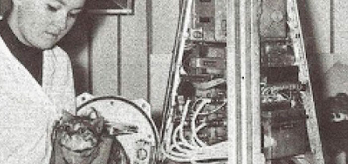 Félicette, el 1er gato que fue al espacio