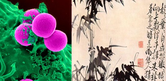 ¿La tinta china tradicional puede ser clave en la cura para el cáncer? ¿La tinta china tradicional puede ser la cura para el cáncer?