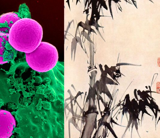 ¿La tinta china tradicional puede ser clave en la cura para el cáncer? ¿La tinta china tradicional puede ser la cura para el cáncer?