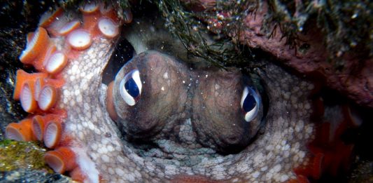 Biólogos hallan una sorprendente ciudad submarina de pulpos