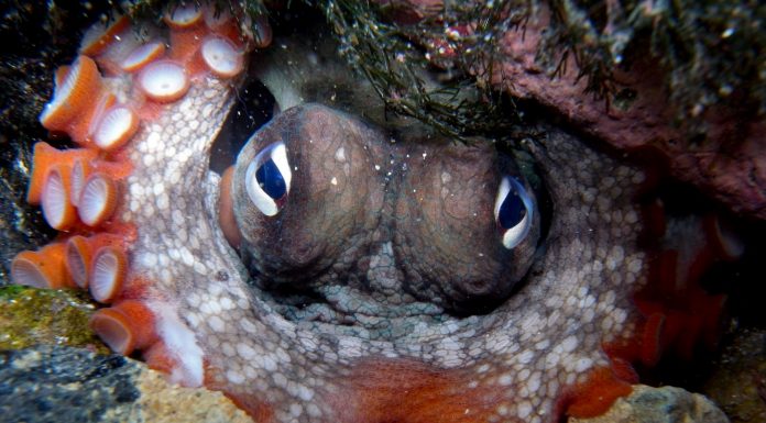 Biólogos hallan una sorprendente ciudad submarina de pulpos