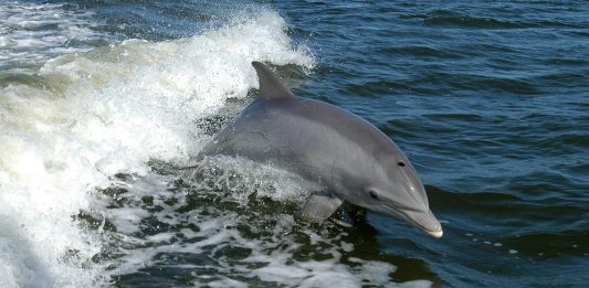 El mecanismo que desarrollaron los delfines hembra para protegerse de los machos