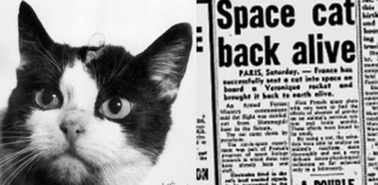 Félicette, el 1er gato que fue al espacio Félicette, el 1er gato que fue al espacio