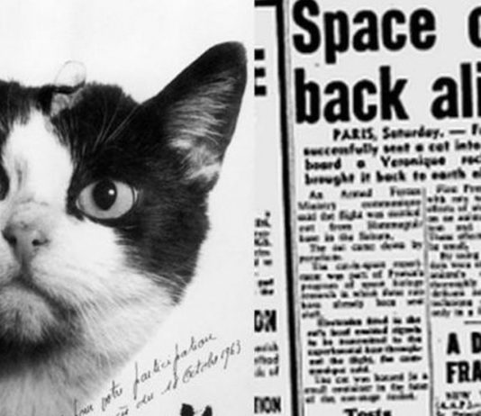 Félicette, el 1er gato que fue al espacio