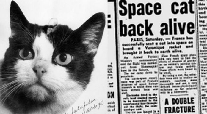 Félicette, el 1er gato que fue al espacio