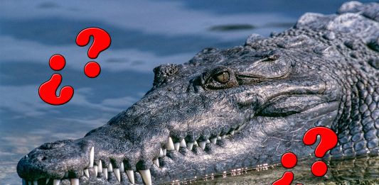 La Paradoja del Cocodrilo, irresoluble desde la Antigua Grecia