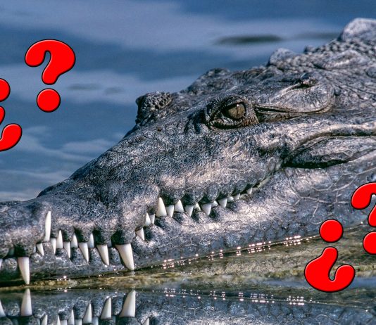 La Paradoja del Cocodrilo, irresoluble desde la Antigua Grecia