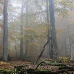 Los Hansel y Gretel reales. La triste historia que inspiró el cuento