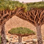 Socotra, la isla árabe que parece un mundo extraterrestre 1