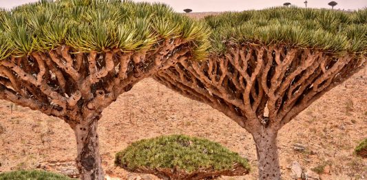 Socotra, la isla árabe que parece un mundo extraterrestre