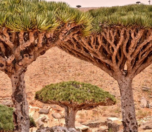 Socotra, la isla árabe que parece un mundo extraterrestre Socotra, la isla árabe que parece un mundo extraterrestre