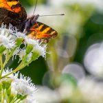 Ageratina altissima, plantas más venenosas