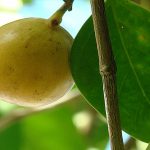 ¿Te gustaría conocer al árbol de la muerte?