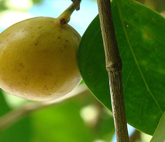 ¿Te gustaría conocer al árbol de la muerte? Hippomane mancinella, árbol de la muerte