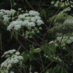 plantas más venenosas, cicuta maculata