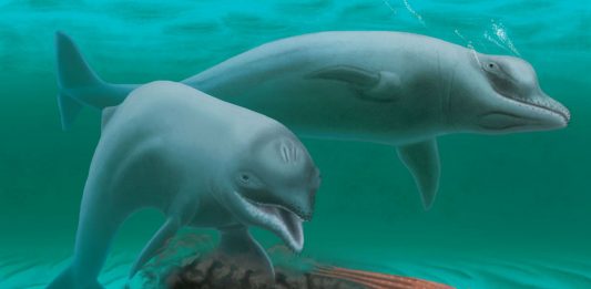 Delfín enano- Supercurioso.