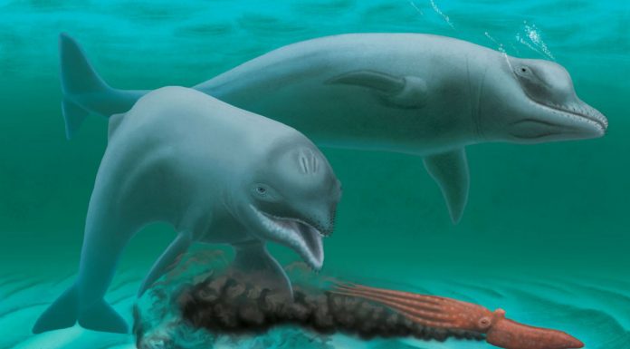 Delfín enano- Supercurioso.