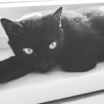 gato negro, origen de supersticiones