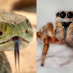 Comprobado: El miedo a arañas y serpientes es de origen evolutivo