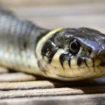 Comprobado: El miedo a arañas y serpientes es de origen evolutivo