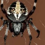Comprobado: El miedo a arañas y serpientes es de origen evolutivo