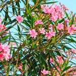 nerium oleander, adelfa, plantas más venenosas