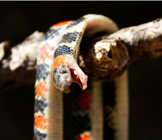 Qué es Ofidiofobia | ¿Le tienes miedo a las serpientes? ofidiofobia