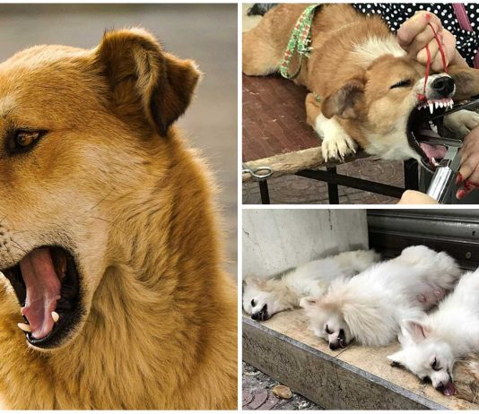 El terrible drama de los "perros enmudecidos" en China