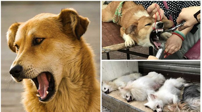 El terrible drama de los "perros enmudecidos" en China