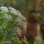 Las plantas más venenosas del mundo y cómo pueden matarte