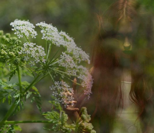Las plantas más venenosas del mundo y cómo pueden matarte