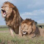 por que los leones tienen melena