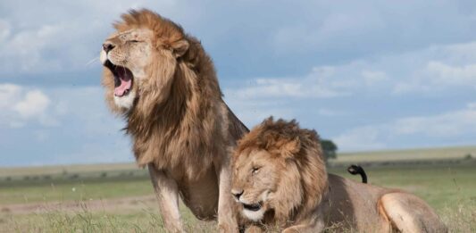 Por qué los leones tienen melena | ¿Las hembras pueden tenerlas? por que los leones tienen melena