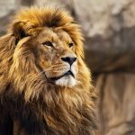 Esta es la razón por la que los leones tienen melena