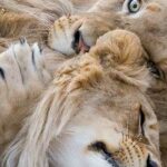 por que los leones tienen melena