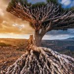 socotra, isla árabe