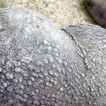 Trovants, las extrañas piedras que crecen, respiran y se mueven