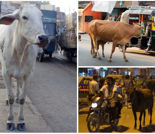 El gravísimo problema de las Vacas en las calles de la India