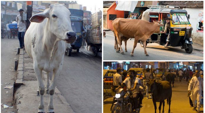 El gravísimo problema de las Vacas en las calles de la India