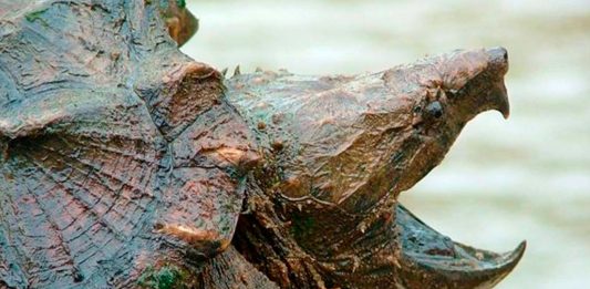 Encuentran tortuga caimán, un reptil salvaje no visto desde hace 30 años